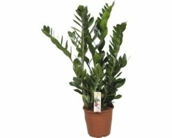 FLORASELF® Zamioculcas "Zamioculcas Zamiifolia" Potmaat Ø 21 Cm