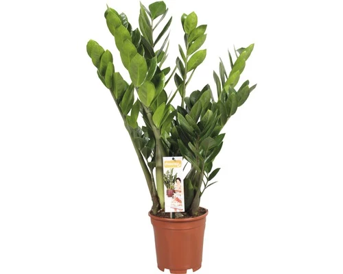 FLORASELF® Zamioculcas "Zamioculcas Zamiifolia" Potmaat Ø 21 Cm 4 FLORASELF® Zamioculcas "Zamioculcas Zamiifolia" Potmaat Ø 21 Cm - Afbeelding 2