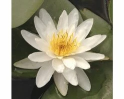 FLORASELF® Waterlelie Nymphaea 'Alba' Wit Potmaat Ø 18 Cm