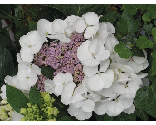 FLORASELF Hortensia Hydrangea Macrophylla Potmaat Ø 21.0 Cm H 30-40 Cm 3 FLORASELF Hortensia Hydrangea Macrophylla Potmaat Ø 21.0 Cm H 30-40 Cm