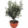 FLORASELF Olijf Olea Europaea Potmaat Ø 25.0 Cm H 20-40 Cm -FLORASELF Verkoop DV 8 8048359 01 4c DE 20171220051039
