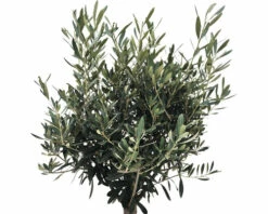 FLORASELF Olijf Olea Europaea Potmaat Ø 25.0 Cm H 20-40 Cm -FLORASELF Verkoop DV 8 8048359 02 4c RO 20210610094755