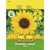 FLORASELF® Zonnebloemen Holiday Helianthus Annuus Bloemenzaden 2 FLORASELF® Zonnebloemen Holiday Helianthus Annuus Bloemenzaden -FLORASELF Verkoop DV 8 8074211 02 4c AT 20190411093338