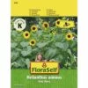 FLORASELF® Zonnebloemen King Kong Helianthus Annuus Bloemenzaden -FLORASELF Verkoop DV 8 8074212 01 4c AT 20221213154651