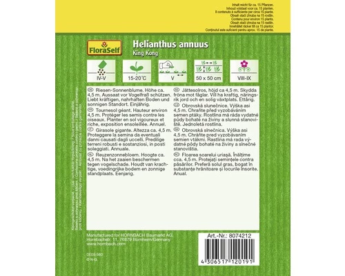 FLORASELF® Zonnebloemen King Kong Helianthus Annuus Bloemenzaden 4 FLORASELF® Zonnebloemen King Kong Helianthus Annuus Bloemenzaden - Afbeelding 2