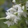 FLORASELF® Bruidsbloem Deutzia Gracilis Potmaat Ø17 Cm -FLORASELF Verkoop DV 8 8109641 01 4c DE 20150519122212