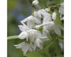 FLORASELF® Bruidsbloem Deutzia Gracilis Potmaat Ø17 Cm
