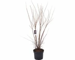 FLORASELF® Bruidsbloem Deutzia Gracilis Rood Potmaat Ø19 Cm 5 FLORASELF® Bruidsbloem Deutzia Gracilis Rood Potmaat Ø19 Cm -FLORASELF Verkoop DV 8 8109643 01 4c DE 20200220110203