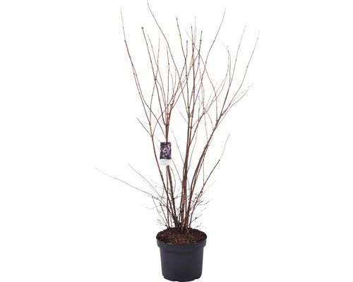 FLORASELF® Bruidsbloem Deutzia Gracilis Rood Potmaat Ø19 Cm 4 FLORASELF® Bruidsbloem Deutzia Gracilis Rood Potmaat Ø19 Cm - Afbeelding 2