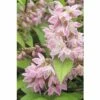 FLORASELF® Bruidsbloem Deutzia Gracilis Rood Potmaat Ø19 Cm -FLORASELF Verkoop DV 8 8109643 02 4c DE 20230125154754