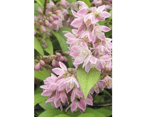 FLORASELF® Bruidsbloem Deutzia Gracilis Rood Potmaat Ø19 Cm 3 FLORASELF® Bruidsbloem Deutzia Gracilis Rood Potmaat Ø19 Cm