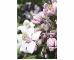 FLORASELF® Bruidsbloem Deutzia Gracilis Roze Potmaat Ø17 Cm