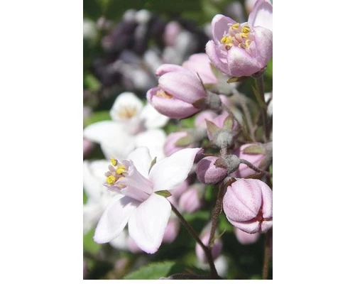 FLORASELF® Bruidsbloem Deutzia Gracilis Roze Potmaat Ø17 Cm 3 FLORASELF® Bruidsbloem Deutzia Gracilis Roze Potmaat Ø17 Cm