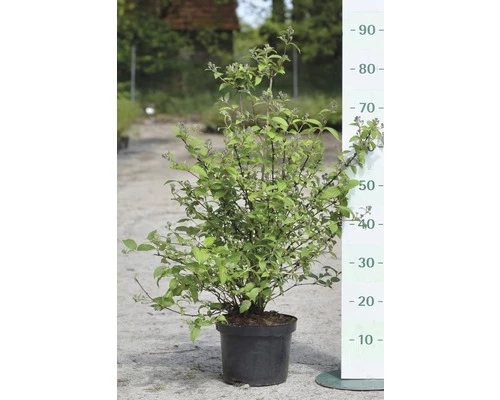 FLORASELF® Bruidsbloem Deutzia Gracilis Roze Potmaat Ø17 Cm 4 FLORASELF® Bruidsbloem Deutzia Gracilis Roze Potmaat Ø17 Cm - Afbeelding 2