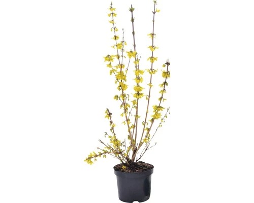 FLORASELF Chinees Klokje Forsythia Intermedia 'Goldrausch' Potmaat Ø 21 Cm H 50-60 Cm 4 FLORASELF Chinees Klokje Forsythia Intermedia 'Goldrausch' Potmaat Ø 21 Cm H 50-60 Cm - Afbeelding 2
