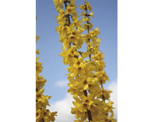FLORASELF Chinees Klokje Forsythia Intermedia 'Goldrausch' Potmaat Ø 21 Cm H 50-60 Cm 6 FLORASELF Chinees Klokje Forsythia Intermedia 'Goldrausch' Potmaat Ø 21 Cm H 50-60 Cm - Afbeelding 4