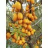 FLORASELF Duindoorn Hippophae Rhamnoides 'Friesdorfer Orange' Potmaat Ø 21,0 Cm H 40-60 Cm -FLORASELF Verkoop DV 8 8109650 01 4c RO 20150519092044