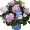 FloraSelf ENDLESS SUMMER Hortensia - Hydrangea 'Original Pink' Potmaat Ø23 Cm -FLORASELF Verkoop DV 8 8109651 01 4c DE 20150521062156