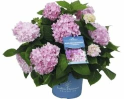 FloraSelf ENDLESS SUMMER Hortensia - Hydrangea 'Original Pink' Potmaat Ø23 Cm