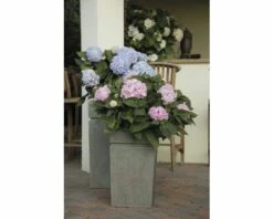 FloraSelf ENDLESS SUMMER Hortensia - Hydrangea 'Original Pink' Potmaat Ø23 Cm -FLORASELF Verkoop DV 8 8109651 07 4c DE 20150519125826