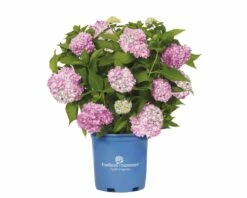 FloraSelf ENDLESS SUMMER Hortensia - Hydrangea 'Original Pink' Potmaat Ø23 Cm -FLORASELF Verkoop DV 8 8109651 08 4c NL 20200507051659