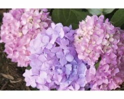 FloraSelf ENDLESS SUMMER Hortensia - Hydrangea 'Original Pink' Potmaat Ø23 Cm -FLORASELF Verkoop DV 8 8109651 09 4c NL 20200507051659