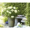 FloraSelf ENDLESS SUMMER Hortensia - Hydrangea 'Original White' Potmaat Ø23 Cm -FLORASELF Verkoop DV 8 8109652 01 4c DE 20150519125935