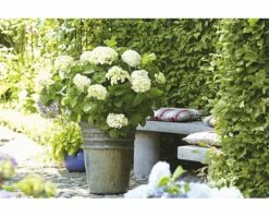 FloraSelf ENDLESS SUMMER Hortensia - Hydrangea 'Original White' Potmaat Ø23 Cm