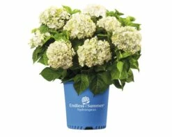 FloraSelf ENDLESS SUMMER Hortensia - Hydrangea 'Original White' Potmaat Ø23 Cm -FLORASELF Verkoop DV 8 8109652 04 4c NL 20200507051659