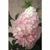 FLORASELF Pluimhortensia Hydrangea Paniculata 'Vanille Fraise' Potmaat Ø 23,0 Cm H 60-80 Cm -FLORASELF Verkoop DV 8 8109661 01 4c DE 20150519145442