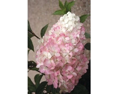 FLORASELF Pluimhortensia Hydrangea Paniculata 'Vanille Fraise' Potmaat Ø 23,0 Cm H 60-80 Cm 3 FLORASELF Pluimhortensia Hydrangea Paniculata 'Vanille Fraise' Potmaat Ø 23,0 Cm H 60-80 Cm