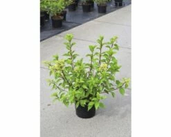 FLORASELF Pluimhortensia Hydrangea Paniculata 'Vanille Fraise' Potmaat Ø 23,0 Cm H 60-80 Cm 7 FLORASELF Pluimhortensia Hydrangea Paniculata 'Vanille Fraise' Potmaat Ø 23,0 Cm H 60-80 Cm -FLORASELF Verkoop DV 8 8109661 04 4c DE 20150519150411