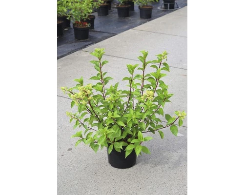 FLORASELF Pluimhortensia Hydrangea Paniculata 'Vanille Fraise' Potmaat Ø 23,0 Cm H 60-80 Cm 5 FLORASELF Pluimhortensia Hydrangea Paniculata 'Vanille Fraise' Potmaat Ø 23,0 Cm H 60-80 Cm - Afbeelding 3