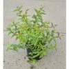 FLORASELF® Hertshooi Hypericum Calycinum Potmaat Ø 21 Cm -FLORASELF Verkoop DV 8 8109662 01 4c DE 20150519150457