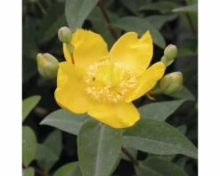 FLORASELF® Hertshooi Hypericum Calycinum Potmaat Ø 21 Cm -FLORASELF Verkoop DV 8 8109662 02 4c DE 20150519131700