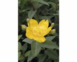 FLORASELF® Hertshooi Hypericum Calycinum Potmaat Ø 21 Cm -FLORASELF Verkoop DV 8 8109662 03 4c DE 20150519151157