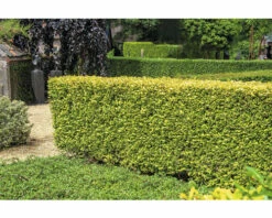 FLORASELF® Haagliguster Ligustrum Ovalifolium 'Aureum' Potmaat 4,5 Liter -FLORASELF Verkoop DV 8 8109668 03 4c NL 20210302101936