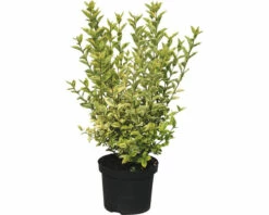 FLORASELF® Haagliguster Ligustrum Ovalifolium 'Aureum' Potmaat 4,5 Liter -FLORASELF Verkoop DV 8 8109668 04 4c NL 20210303131746