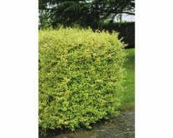 FLORASELF® Haagliguster Ligustrum Ovalifolium 'Aureum' Potmaat 4,5 Liter -FLORASELF Verkoop DV 8 8109668 05 4c NL 20210302101831