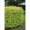 FLORASELF® Haagliguster Ligustrum Ovalifolium 'Aureum' Potmaat 4,5 Liter -FLORASELF Verkoop DV 8 8109668 06 4c DE 20201209201654