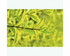 FLORASELF® Haagliguster Ligustrum Ovalifolium 'Aureum' Potmaat 4,5 Liter -FLORASELF Verkoop DV 8 8109668 07 4c NL 20210227221654