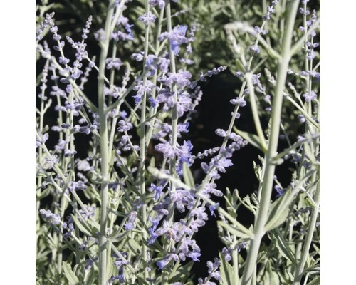 FLORASELF Russische Salie Perovskia Atriplicifolia 'Little Spire' Potmaat Ø 21.0 Cm H 30-40 Cm 3 FLORASELF Russische Salie Perovskia Atriplicifolia 'Little Spire' Potmaat Ø 21.0 Cm H 30-40 Cm