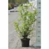 FLORASELF® Boerenjasmijn Philadelphus Virginalis 'Minnesota Snowflake' Potmaat Ø24 Cm -FLORASELF Verkoop DV 8 8109671 01 4c DE 20150519125418