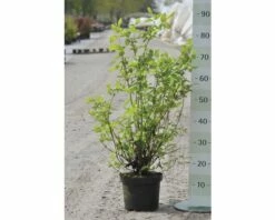 FLORASELF® Boerenjasmijn Philadelphus Virginalis 'Minnesota Snowflake' Potmaat Ø24 Cm