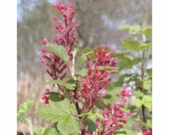 FLORASELF Fruitstruik Ribes Sanguineum 'King Edward VII' Potmaat Ø 21 Cm H 60-80 Cm