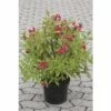 FLORASELF® Weigelia Weigela Florida 'Moulin Rouge' 1 FLORASELF® Weigelia Weigela Florida 'Moulin Rouge' -FLORASELF Verkoop DV 8 8109721 02 4c DE 20150519174910