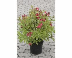FLORASELF® Weigelia Weigela Florida 'Moulin Rouge'