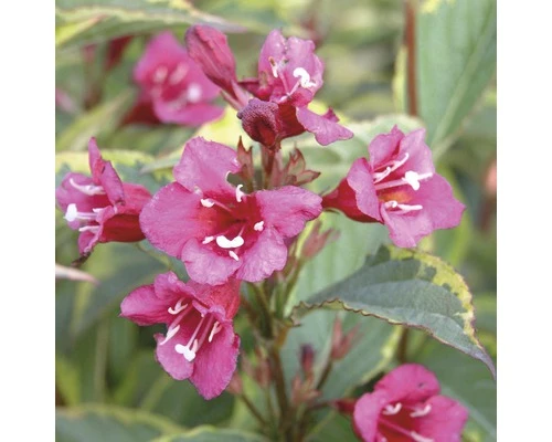 FLORASELF® Weigelia Weigela Florida 'Moulin Rouge' 4 FLORASELF® Weigelia Weigela Florida 'Moulin Rouge' - Afbeelding 2