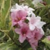 FLORASELF® Weigelia Weigela Florida 'Nana Variegata' -FLORASELF Verkoop DV 8 8109723 02 4c DE 20151230221655
