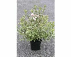 FLORASELF® Weigelia Weigela Florida 'Nana Variegata' -FLORASELF Verkoop DV 8 8109723 03 4c DE 20150519175628